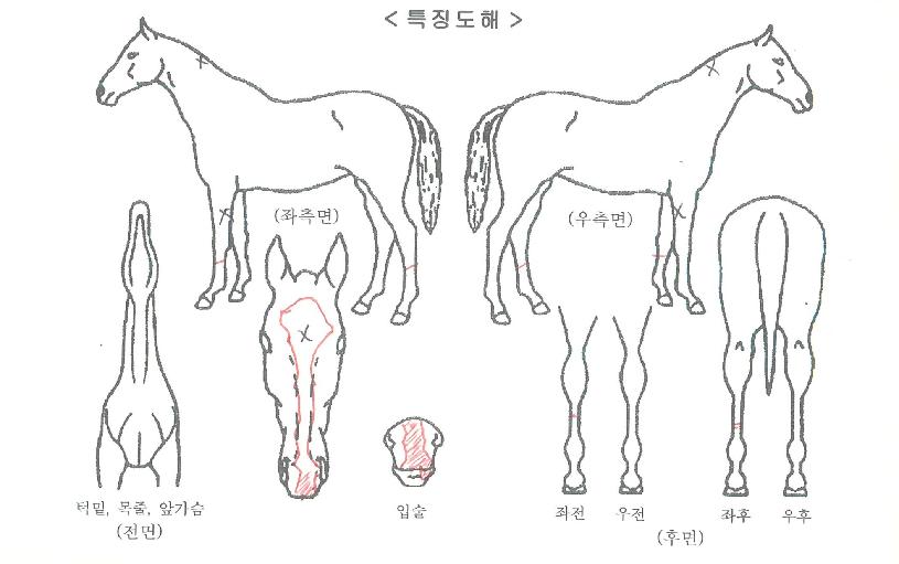 ÃÖ°Æ÷½ºÀÇ Ãø¸é,¿ì¸é,µÞ¸é,µÎ»ó,´Ù¸®ÀÇ Æ¯Â¡µµÇØ