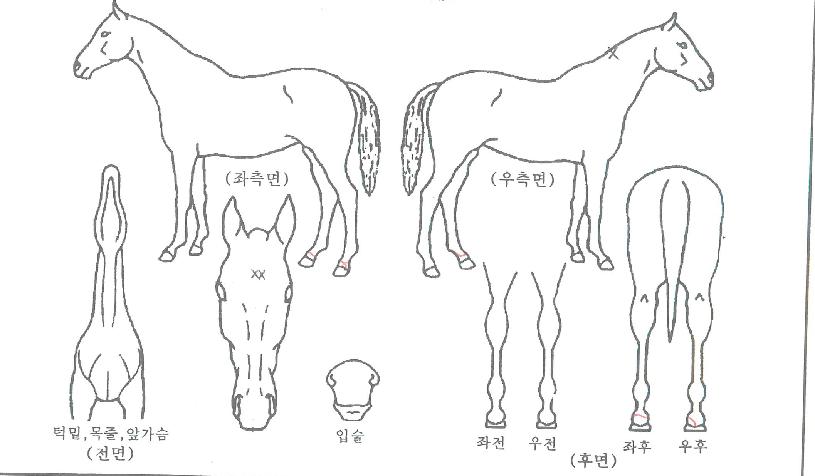 �޴��ǹ����� ����,���,�޸�,�λ�,�ٸ��� Ư¡����