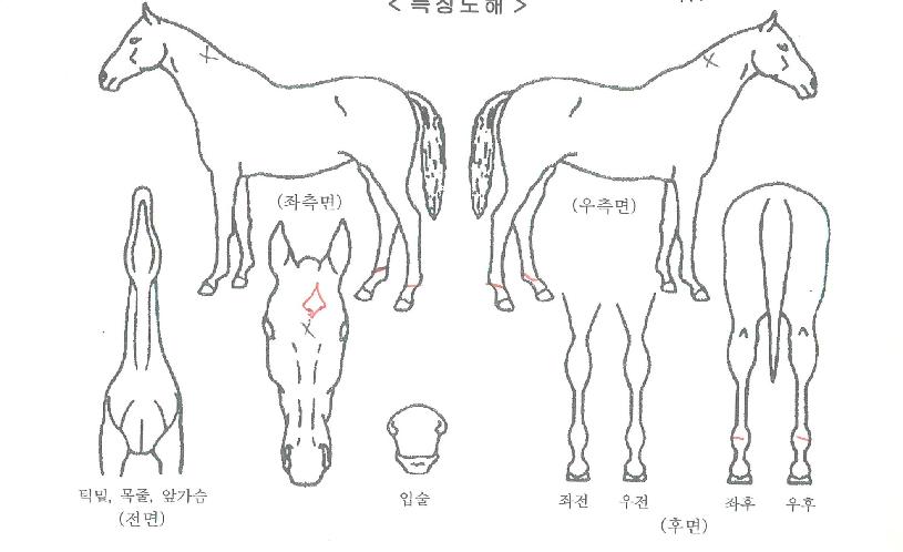 ¾Ö½¯¸®ÁîÄù½ºÆ®ÀÚ¸¶ÀÇ Ãø¸é,¿ì¸é,µÞ¸é,µÎ»ó,´Ù¸®ÀÇ Æ¯Â¡µµÇØ