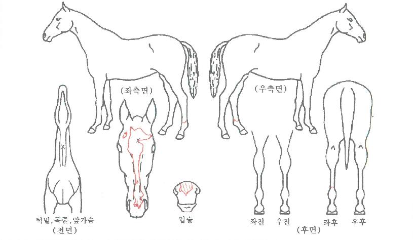¿ÍÀÌÁîÅ·ÀÇ Ãø¸é,¿ì¸é,µÞ¸é,µÎ»ó,´Ù¸®ÀÇ Æ¯Â¡µµÇØ