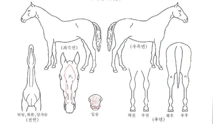 ¸Ç¿Àºê´õÀ̾îÀÇ Ãø¸é,¿ì¸é,µÞ¸é,µÎ»ó,´Ù¸®ÀÇ Æ¯Â¡µµÇØ