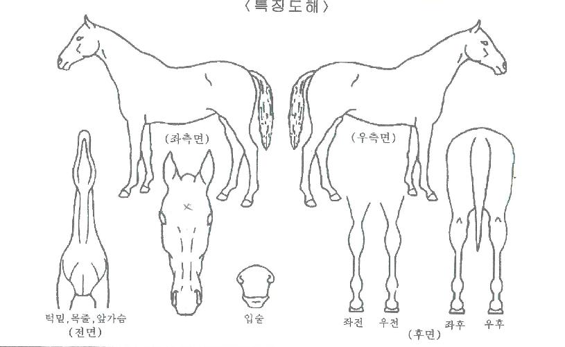 ��ũ������ڸ��� ����,���,�޸�,�λ�,�ٸ��� Ư¡����