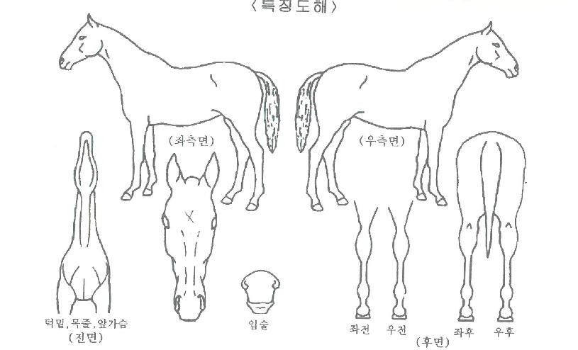 ÇÇ¿£¿¡½ºÇູÀÇ Ãø¸é,¿ì¸é,µÞ¸é,µÎ»ó,´Ù¸®ÀÇ Æ¯Â¡µµÇØ