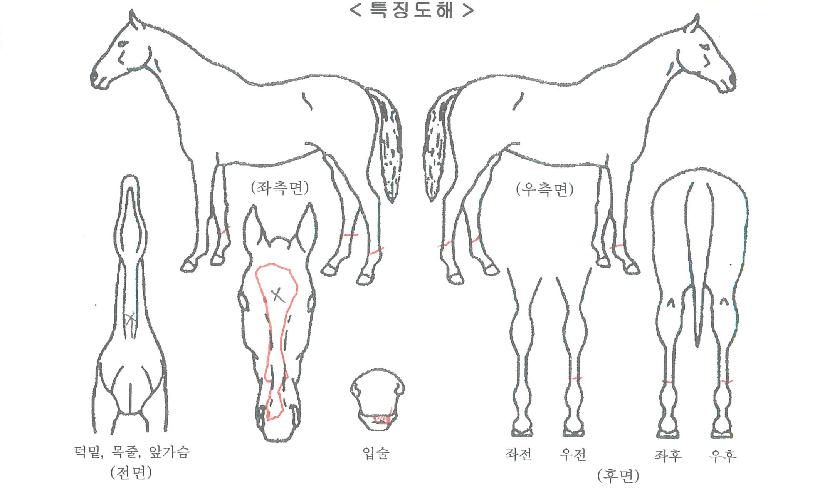 ¾Æ³ª½ºÅ¸½Ã¾ÆÀÇ Ãø¸é,¿ì¸é,µÞ¸é,µÎ»ó,´Ù¸®ÀÇ Æ¯Â¡µµÇØ