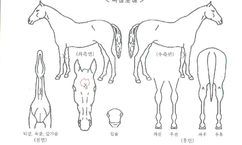 ����ī����� ����,���,�޸�,�λ�,�ٸ��� Ư¡����