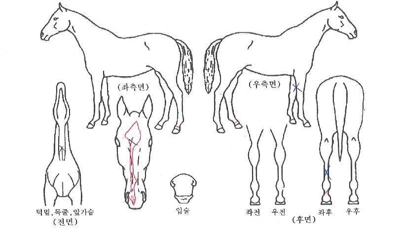 Å©¸¯Ä¹¹ÂÁ÷ÀÇ Ãø¸é,¿ì¸é,µÞ¸é,µÎ»ó,´Ù¸®ÀÇ Æ¯Â¡µµÇØ