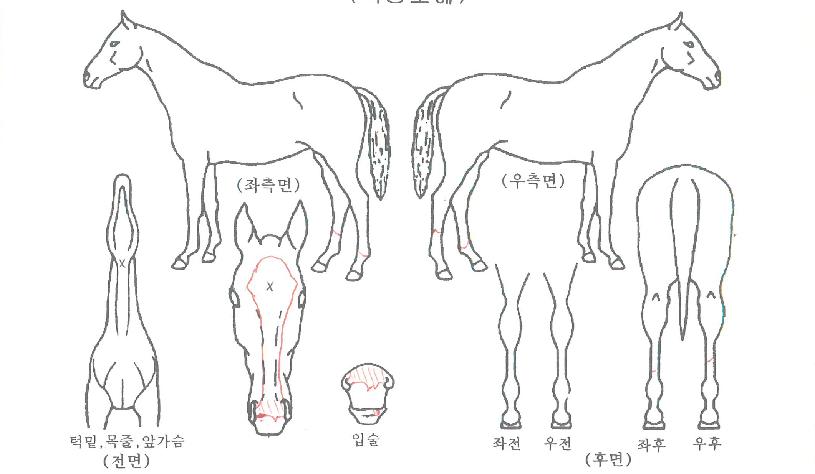 ºñÄÉÀÌÇϳªÀÇ Ãø¸é,¿ì¸é,µÞ¸é,µÎ»ó,´Ù¸®ÀÇ Æ¯Â¡µµÇØ