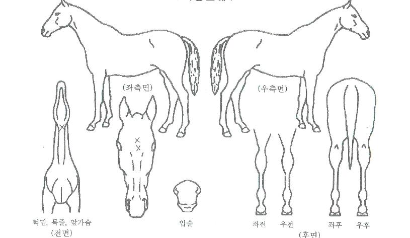 °ø´öÁÖÀÚ¸¶ÀÇ Ãø¸é,¿ì¸é,µÞ¸é,µÎ»ó,´Ù¸®ÀÇ Æ¯Â¡µµÇØ