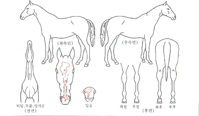 ±Ýºû´Ü¿ìÀÇ Ãø¸é,¿ì¸é,µÞ¸é,µÎ»ó,´Ù¸®ÀÇ Æ¯Â¡µµÇØ