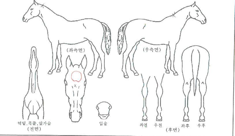 ¿îÁÖºÒÆÐÀÇ Ãø¸é,¿ì¸é,µÞ¸é,µÎ»ó,´Ù¸®ÀÇ Æ¯Â¡µµÇØ