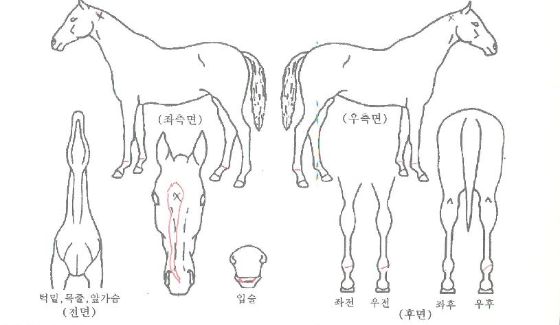 ÆÒÅÒ¿¡À̽ºÀÇ Ãø¸é,¿ì¸é,µÞ¸é,µÎ»ó,´Ù¸®ÀÇ Æ¯Â¡µµÇØ