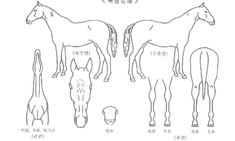 ¼Û¾Ïº£½ºÆ®ÀÇ Ãø¸é,¿ì¸é,µÞ¸é,µÎ»ó,´Ù¸®ÀÇ Æ¯Â¡µµÇØ