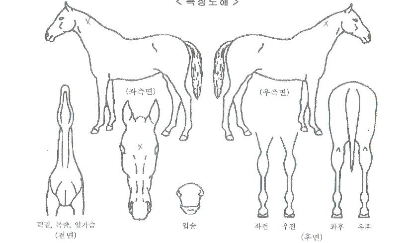 ƼÁîÅÇÅÇÀÇ Ãø¸é,¿ì¸é,µÞ¸é,µÎ»ó,´Ù¸®ÀÇ Æ¯Â¡µµÇØ