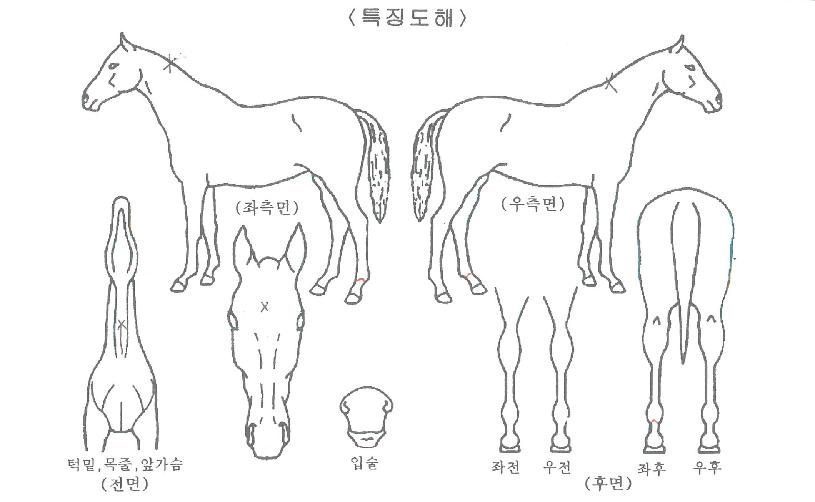 �Ѱ��������� ����,���,�޸�,�λ�,�ٸ��� Ư¡����