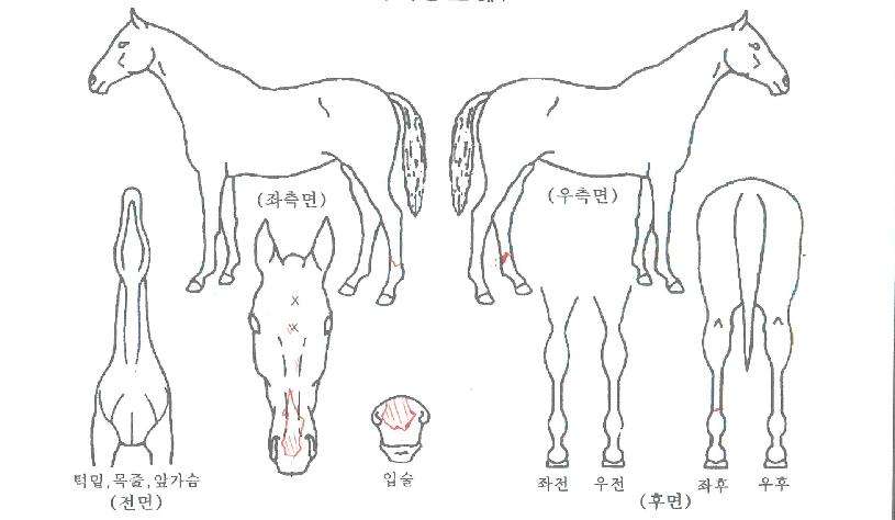 �ݺ�Ȳ�ڸ��� ����,���,�޸�,�λ�,�ٸ��� Ư¡����