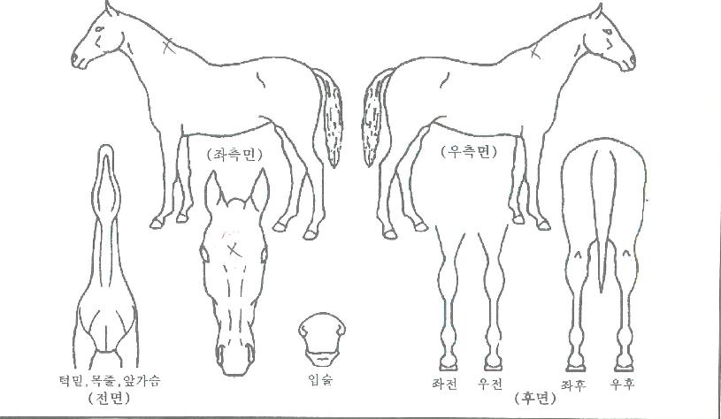 �����Ǻ��� ����,���,�޸�,�λ�,�ٸ��� Ư¡����