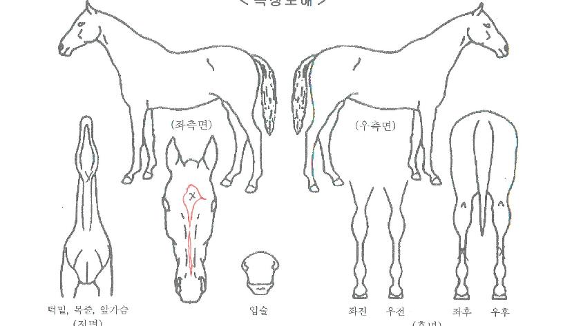 ÅõÅõ¾ÆÄ¡°ÉÀÇ Ãø¸é,¿ì¸é,µÞ¸é,µÎ»ó,´Ù¸®ÀÇ Æ¯Â¡µµÇØ