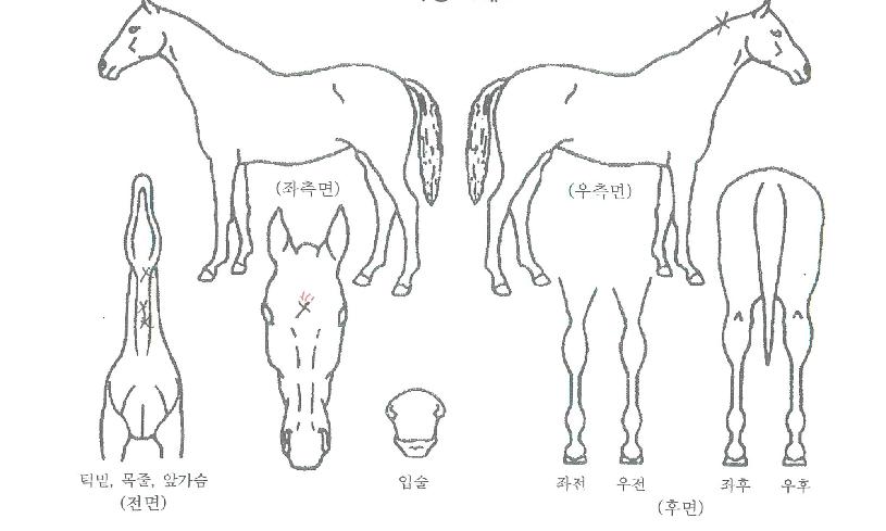 ½ºÅÄÁîÀ§´õÇǽºÆ®ÀÚ¸¶ÀÇ Ãø¸é,¿ì¸é,µÞ¸é,µÎ»ó,´Ù¸®ÀÇ Æ¯Â¡µµÇØ