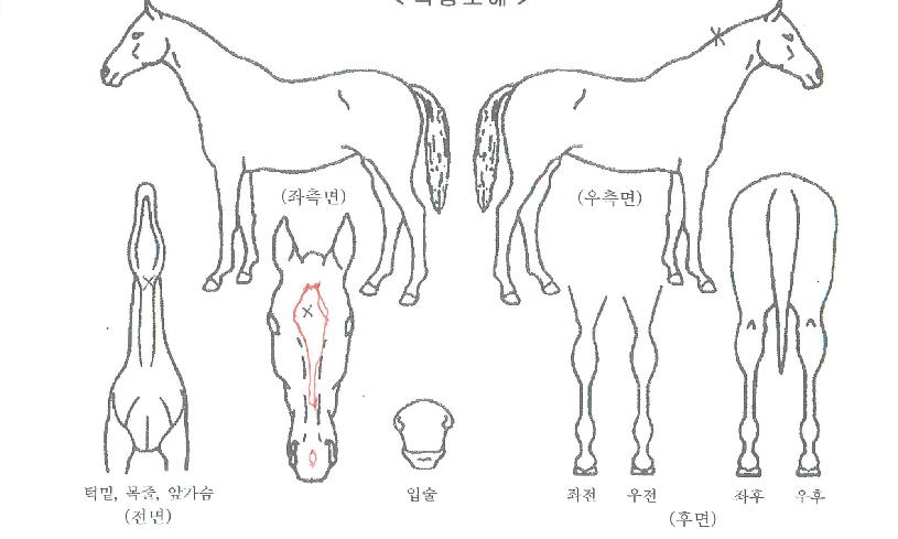 ¹é±¸ÀÇ Ãø¸é,¿ì¸é,µÞ¸é,µÎ»ó,´Ù¸®ÀÇ Æ¯Â¡µµÇØ