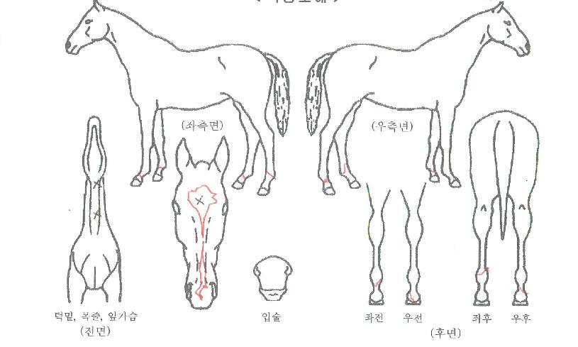 ¿ÍÀÌÁÀÌÀÇ Ãø¸é,¿ì¸é,µÞ¸é,µÎ»ó,´Ù¸®ÀÇ Æ¯Â¡µµÇØ