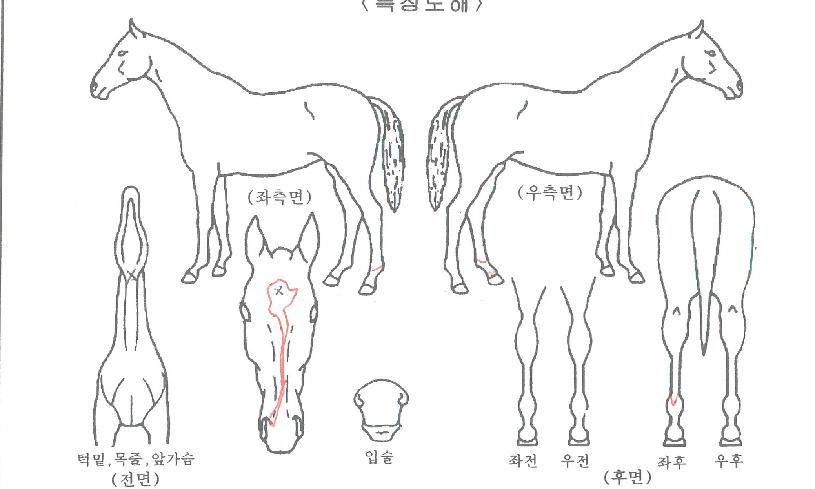 ���ӿ����� ����,���,�޸�,�λ�,�ٸ��� Ư¡����