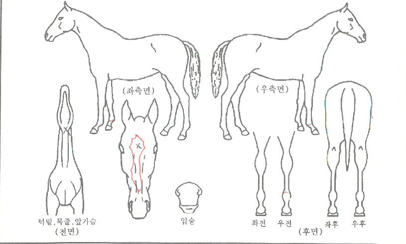 ÆÄÀÎÆÊÀÇ Ãø¸é,¿ì¸é,µÞ¸é,µÎ»ó,´Ù¸®ÀÇ Æ¯Â¡µµÇØ