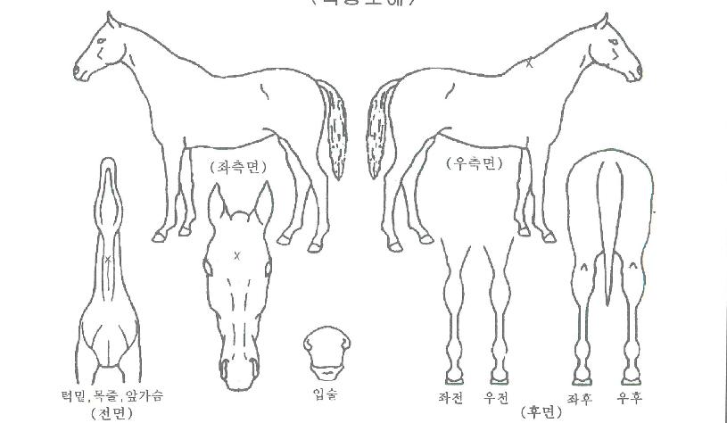 �����̼���Ƽ�� ����,���,�޸�,�λ�,�ٸ��� Ư¡����