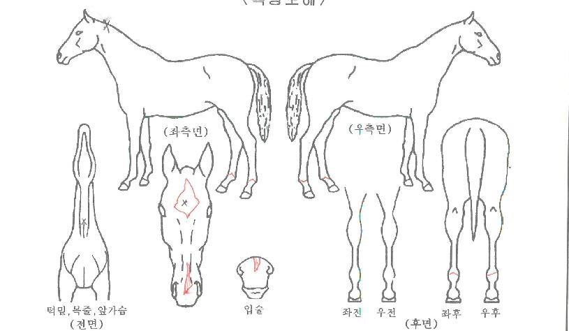 ½ºÆ®¸®Æ®¾îÆä¾îÀÚ¸¶ÀÇ Ãø¸é,¿ì¸é,µÞ¸é,µÎ»ó,´Ù¸®ÀÇ Æ¯Â¡µµÇØ