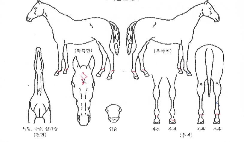 ī�캸��ŷ�� ����,���,�޸�,�λ�,�ٸ��� Ư¡����