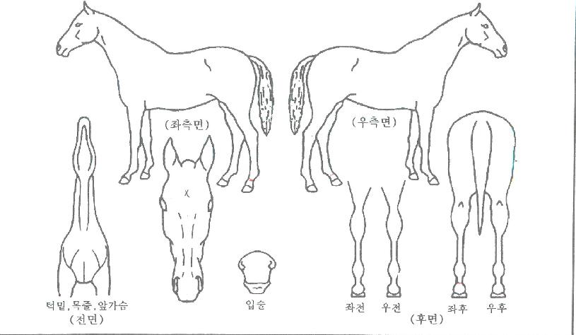 ÄÁÇÇ´ø½º¸¶¸°ÀÇ Ãø¸é,¿ì¸é,µÞ¸é,µÎ»ó,´Ù¸®ÀÇ Æ¯Â¡µµÇØ