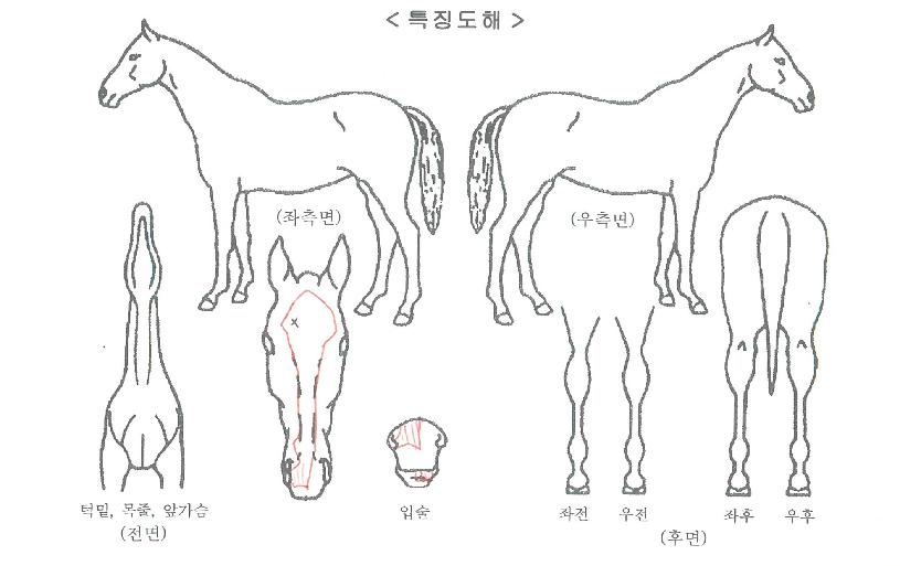 ¾Ë¶ó½ºÄ«Ä·ÇÁÀÇ Ãø¸é,¿ì¸é,µÞ¸é,µÎ»ó,´Ù¸®ÀÇ Æ¯Â¡µµÇØ