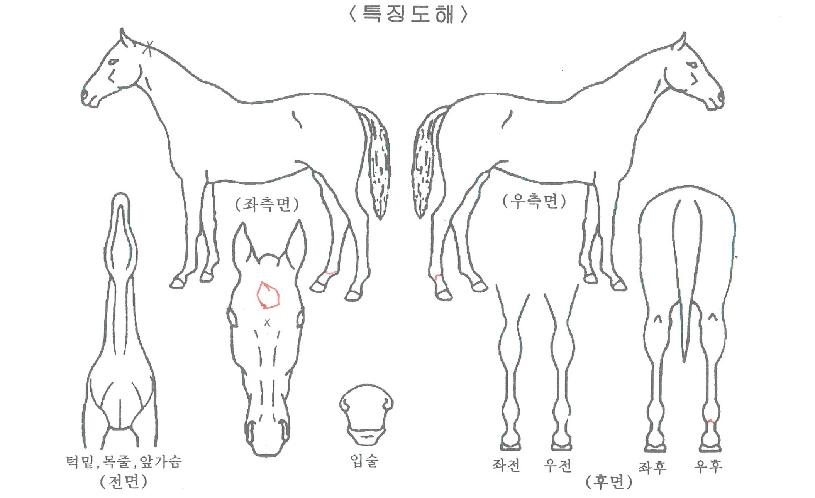 ÄýÁî´ë·ÎÀÇ Ãø¸é,¿ì¸é,µÞ¸é,µÎ»ó,´Ù¸®ÀÇ Æ¯Â¡µµÇØ