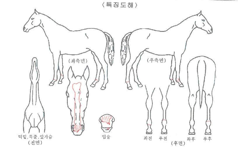 ±Ý¼øÀÌÀÚ¸¶ÀÇ Ãø¸é,¿ì¸é,µÞ¸é,µÎ»ó,´Ù¸®ÀÇ Æ¯Â¡µµÇØ