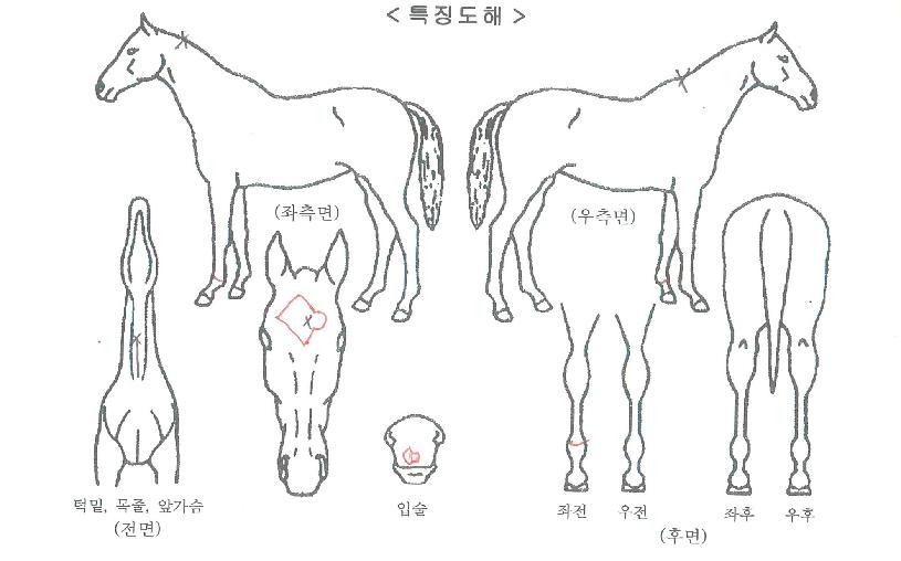 ����Ǯ������ ����,���,�޸�,�λ�,�ٸ��� Ư¡����