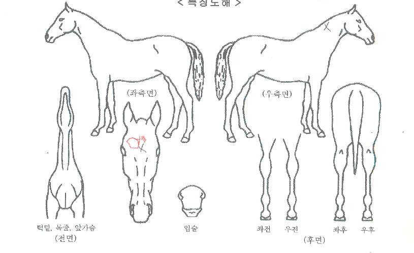 ¿À¹é¼±ÀÚ¸¶ÀÇ Ãø¸é,¿ì¸é,µÞ¸é,µÎ»ó,´Ù¸®ÀÇ Æ¯Â¡µµÇØ