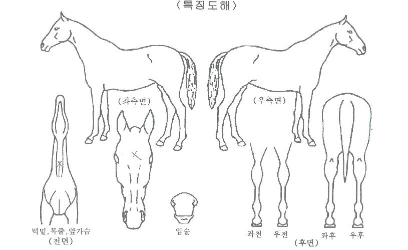 °¡¼Ó½ºÅÚ½ºÀÇ Ãø¸é,¿ì¸é,µÞ¸é,µÎ»ó,´Ù¸®ÀÇ Æ¯Â¡µµÇØ