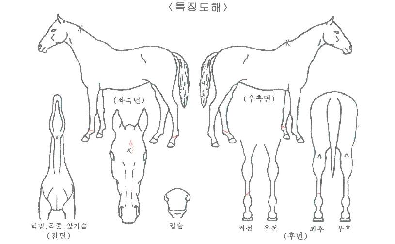 �����̼����� ����,���,�޸�,�λ�,�ٸ��� Ư¡����