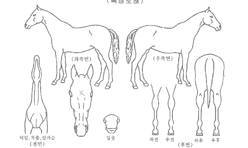 �޴Ͼ������ ����,���,�޸�,�λ�,�ٸ��� Ư¡����