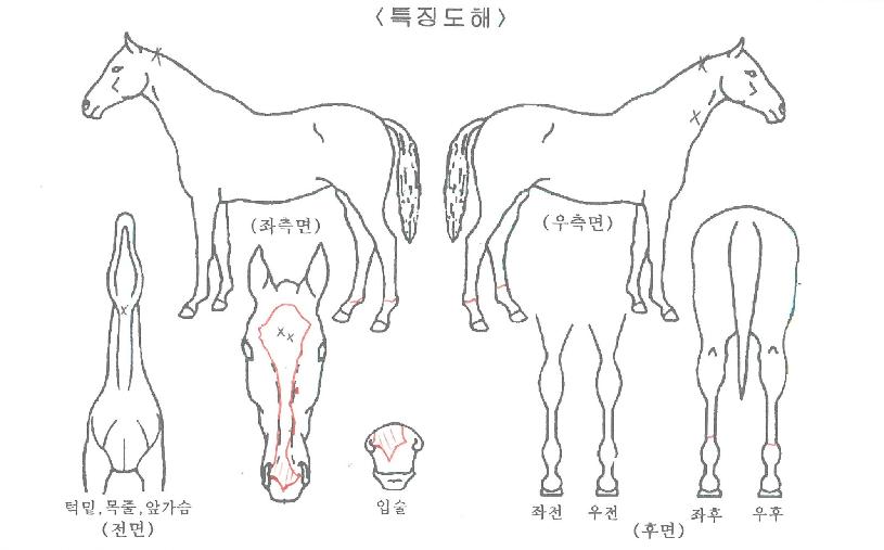 ���̵����� ����,���,�޸�,�λ�,�ٸ��� Ư¡����