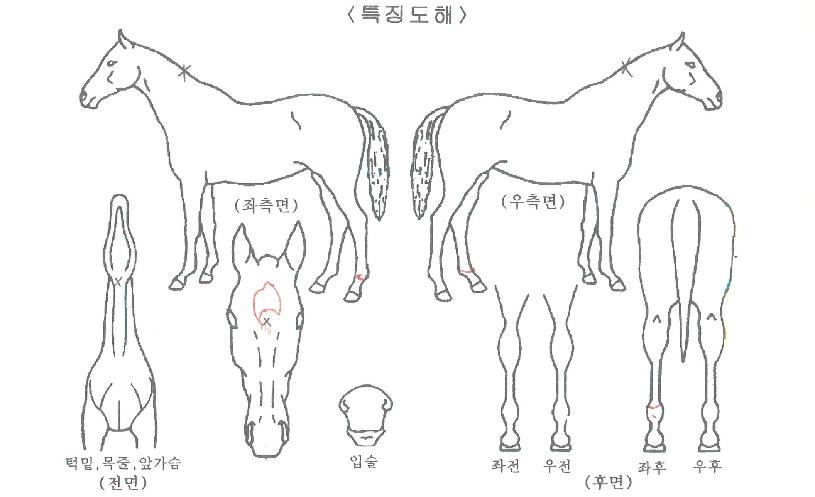 ������ȭ�ڸ��� ����,���,�޸�,�λ�,�ٸ��� Ư¡����