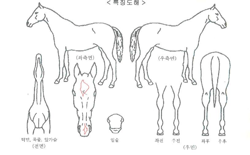 ½´ÇÁ¸²¸ÅÁ÷ÀÚ¸¶ÀÇ Ãø¸é,¿ì¸é,µÞ¸é,µÎ»ó,´Ù¸®ÀÇ Æ¯Â¡µµÇØ