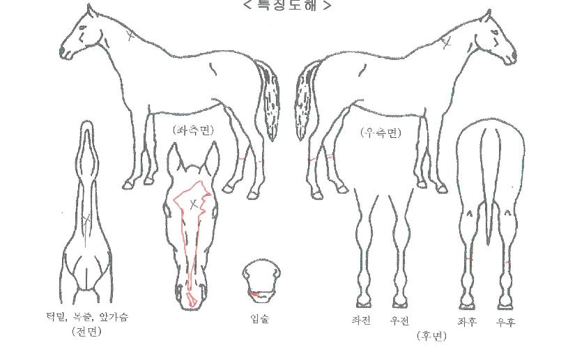 ���ǵ������� ����,���,�޸�,�λ�,�ٸ��� Ư¡����