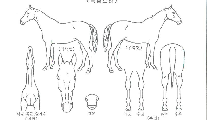 º£½ºÆ®¼±´õÀÇ Ãø¸é,¿ì¸é,µÞ¸é,µÎ»ó,´Ù¸®ÀÇ Æ¯Â¡µµÇØ