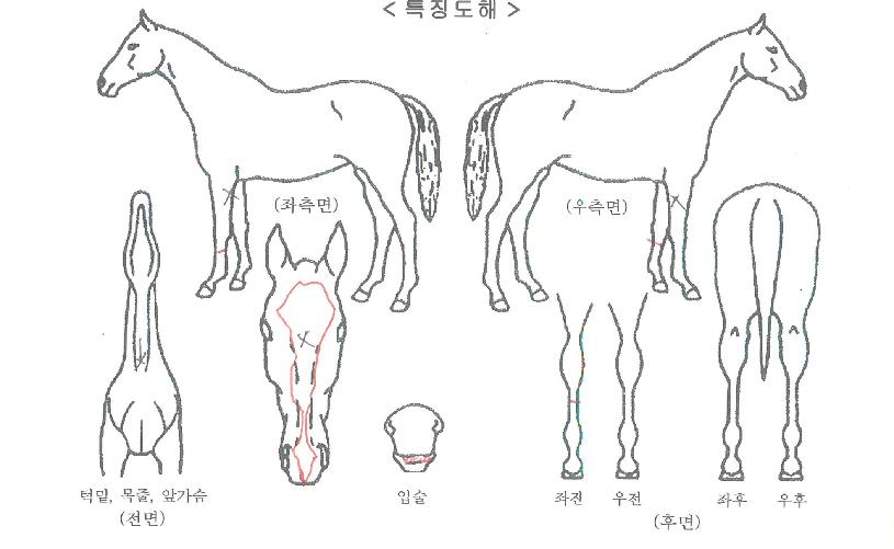 ±â»Ý´©¸®ÀÚ¸¶ÀÇ Ãø¸é,¿ì¸é,µÞ¸é,µÎ»ó,´Ù¸®ÀÇ Æ¯Â¡µµÇØ