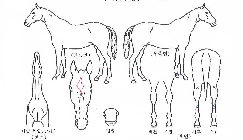 ¾Ë»çÀ̸ÕÀÇ Ãø¸é,¿ì¸é,µÞ¸é,µÎ»ó,´Ù¸®ÀÇ Æ¯Â¡µµÇØ