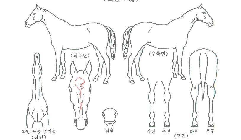 õ³â¹Ì¼ÒÀÇ Ãø¸é,¿ì¸é,µÞ¸é,µÎ»ó,´Ù¸®ÀÇ Æ¯Â¡µµÇØ