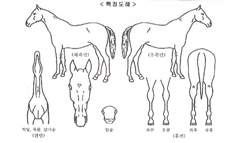 ���ø�Ʈ����� ����,���,�޸�,�λ�,�ٸ��� Ư¡����