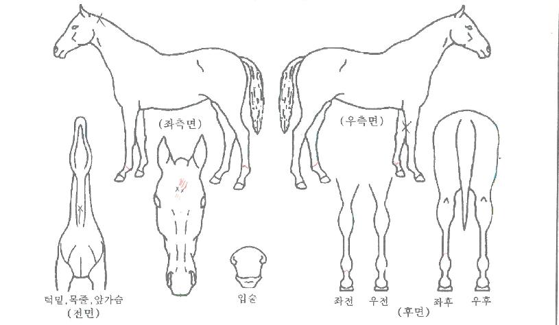 ��ī�� ����,���,�޸�,�λ�,�ٸ��� Ư¡����