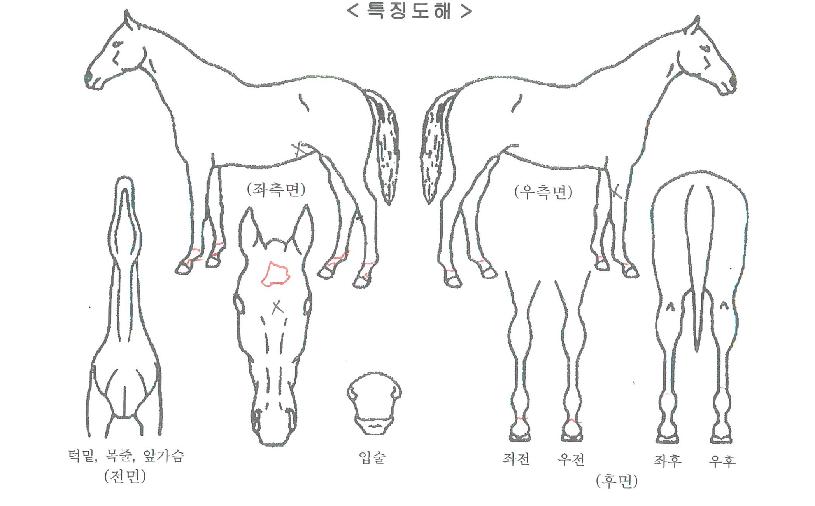 �������Ʈ�� ����,���,�޸�,�λ�,�ٸ��� Ư¡����