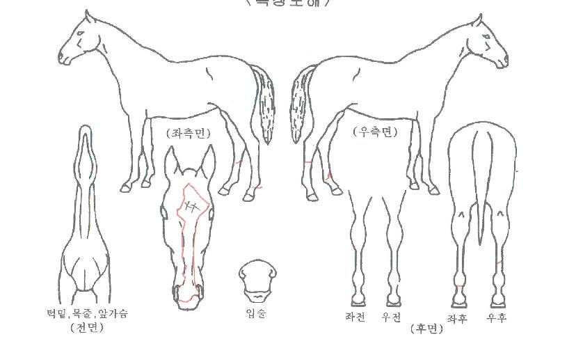 °¨µ¿¿¡³ÊÁöÀÇ Ãø¸é,¿ì¸é,µÞ¸é,µÎ»ó,´Ù¸®ÀÇ Æ¯Â¡µµÇØ